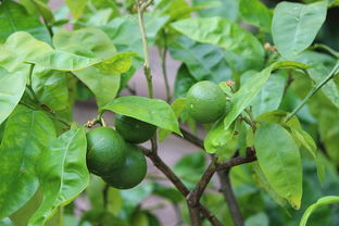 西洋參 從花園到經(jīng)濟(jì)的綠色寶藏