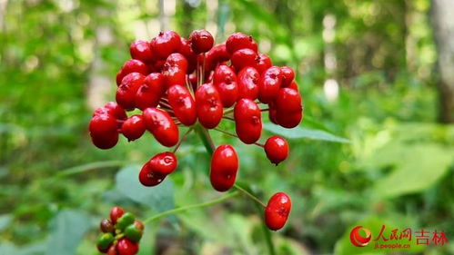 行進(jìn)中國(guó)·數(shù)字賦能提質(zhì)效 電子圍欄守護(hù)下的黑參產(chǎn)業(yè)新篇章